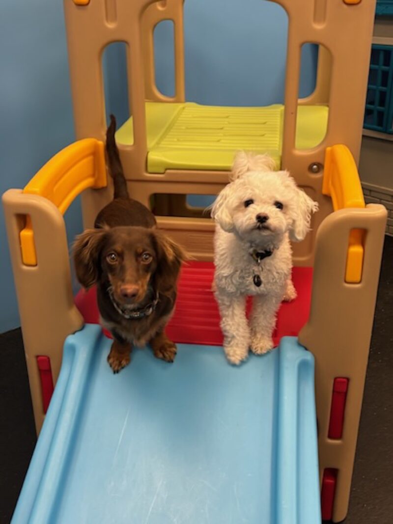 Kool K9 Doggy Daycare in New Hampshire | Small Dog Playroom