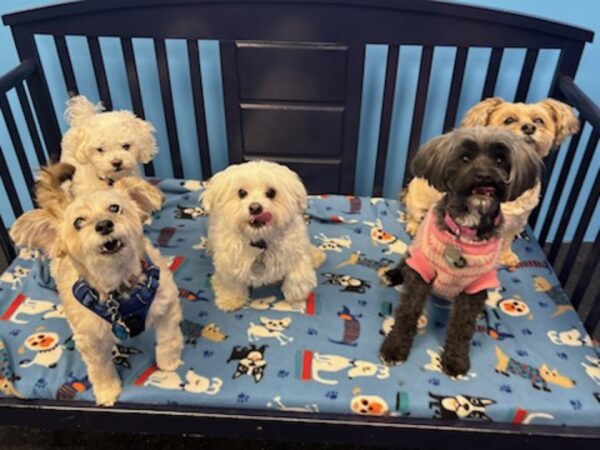 Kool K9 Doggy Daycare in New Hampshire | Small Dog Playroom