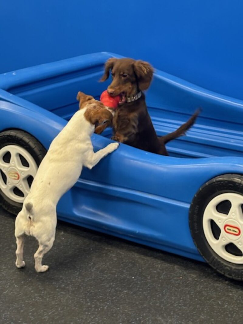 Kool K9 Doggy Daycare in New Hampshire | Small Dog Playroom