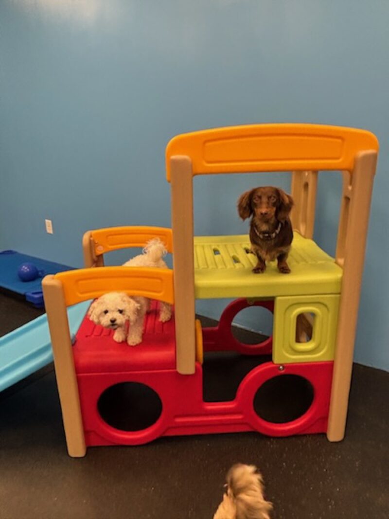 Kool K9 Doggy Daycare in New Hampshire