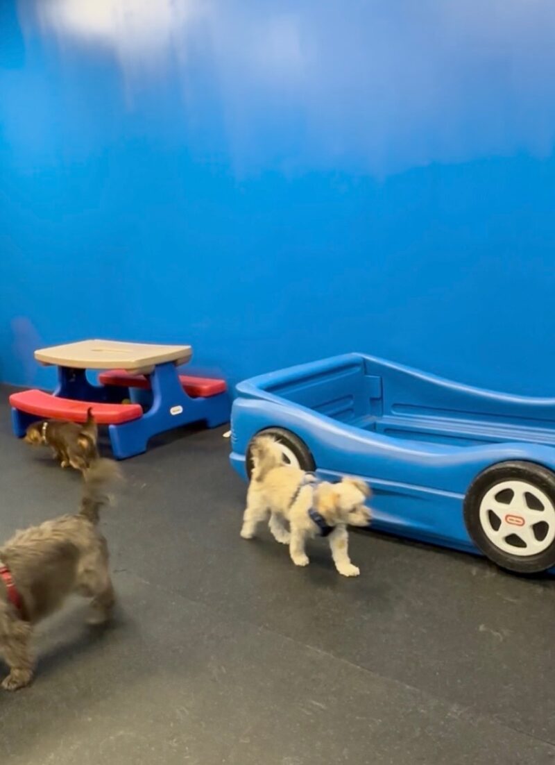 Kool K9 Doggy Daycare in New Hampshire | Small Dog Playroom