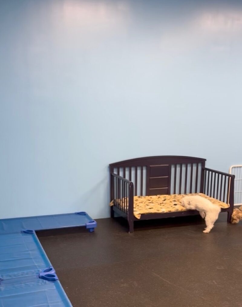 Kool K9 Doggy Daycare in New Hampshire | Small Dog Playroom