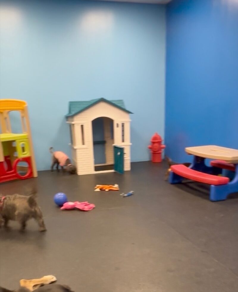 Kool K9 Doggy Daycare in New Hampshire | Small Dog Playroom